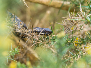 Adder Snake ( Vipera berus ) Laying on a Gorse Bush.