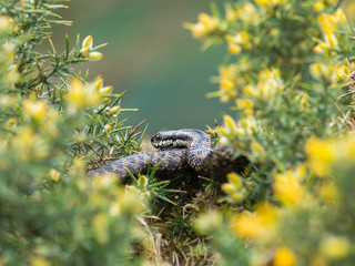 Adder Snake ( Vipera berus ) Laying on a Gorse Bush.