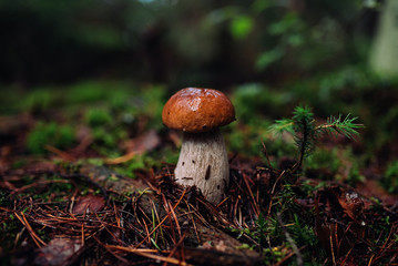 Mushroom in the forest. Autumn forest mushroom view. 