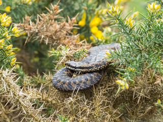 Adder Snake ( Vipera berus ) Laying on a Gorse Bush.