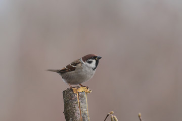 Forest Sparrow. Portrait from the side on a brown blurred background ...