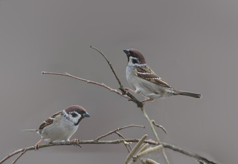 A pair of forest Sparrows are sitting on branches hazel ..