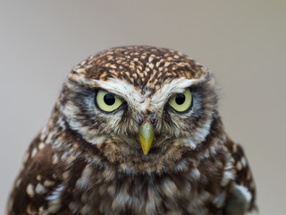 Little Owl ( Athene noctua ). Head close up.