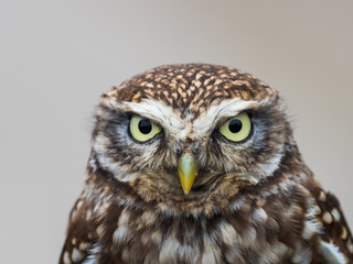 Little Owl ( Athene noctua ). Head close up.