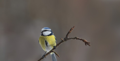 Portrait of a little blue tit sitting on a branch on a blurred brown background ...