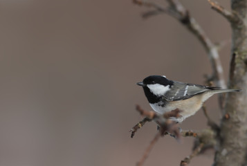 Coal tit on a branch of a winter tree on a brown blurred background