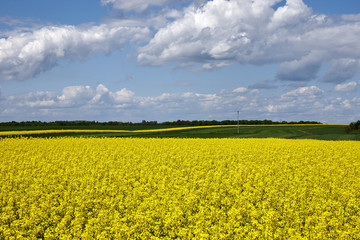 Blooming rapeseed on a plantation