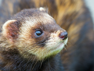 Polecat Head Close Up