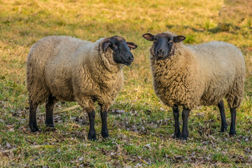 wooly sheep at green meadow season hill