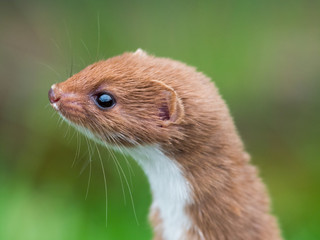 Weasel or Least weasel (mustela nivalis)