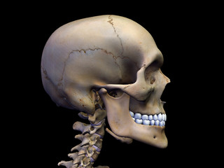 Male Skull in Profile on Black © HANK GREBE