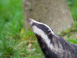 Badger (meles meles) © Stephan Morris 
