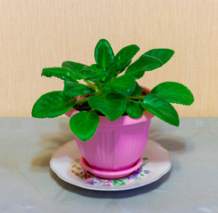 potted flower on the table