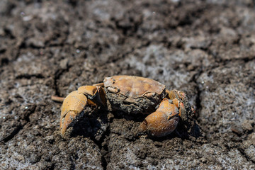 dead crab in dry mangrove