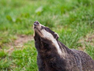 Badger (meles meles) © Stephan Morris 