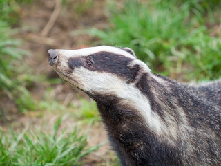 Badger (meles meles) © Stephan Morris 