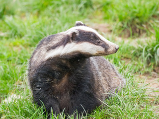 Badger (meles meles) © Stephan Morris 