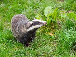 Badger (meles meles)