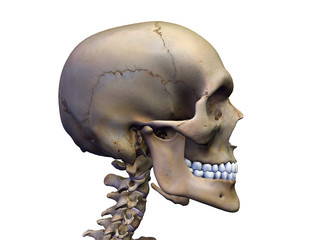 Male Skull in Profile on White © HANK GREBE