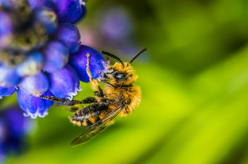 wild bee at blue hyacinth flower for motherday