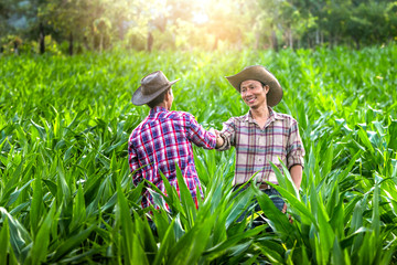 Naklejka na ściany i meble Two farmer smiling and shaking hands in corn field.