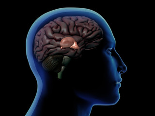 Profile of Man with Thalamus Highlighted in Brain