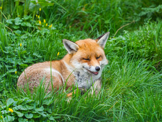 Fototapeta premium Red fox (Vulpes vulpes)