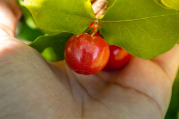 Acerola Close up /Acerola cherry - Acerola small cherry fruit on the tree. Acerola cherry is high...