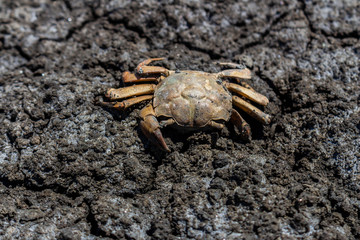 dead crab in dry mangrove