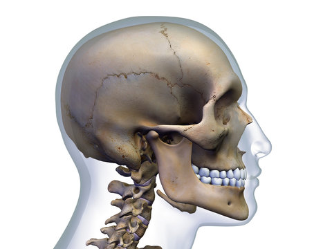 Profile of Man with X-ray Skull on White
