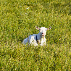Obraz premium Goats grazing in the meadow