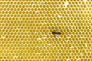 Bees on honeycomb