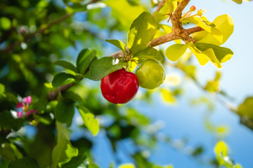 Acerola Close up /Acerola cherry - Acerola small cherry fruit on the tree. Acerola cherry is high vitamin C and antioxidant fruits. Selective focus Malpighia emarginata Close up - Immagine