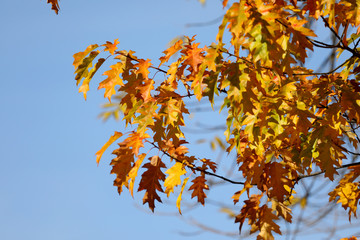 Oak tree in autumn