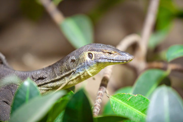 The Water monitor, (Varanus salvator) the large species of monitor lizard