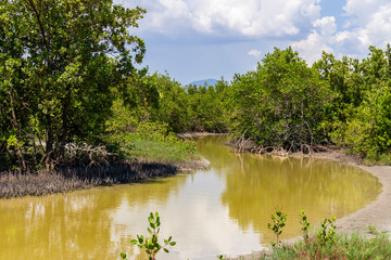 Fototapeta na wymiar Mangrove landscape, river bend