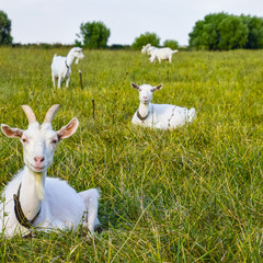 Obraz premium Goats grazing in the meadow