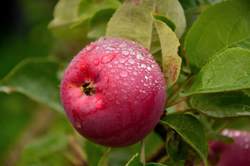 Red apples on a tree after rain