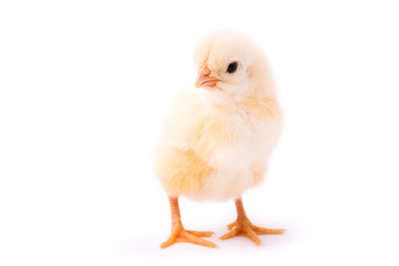 Small yellow chicken isolated on a white background
