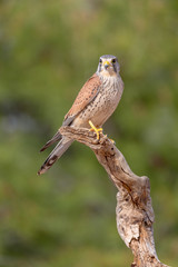 portrait of a common kestrel (Falco tinnunculus) perched on a trunk and green background