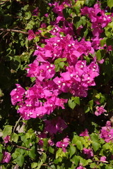 Fototapeta Fioletowe kwiaty obraz