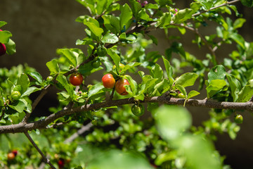 Acerola Close up /Acerola cherry - Acerola small cherry fruit on the tree. Acerola cherry is high vitamin C and antioxidant fruits. Selective focus Malpighia emarginata Close up - Immagine