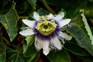flora, flower, Passionflower, passion Flower, plant,  foliage, beauty, nature
