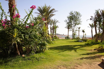 Palmy przy świątyni Abu Simbel © moniadk