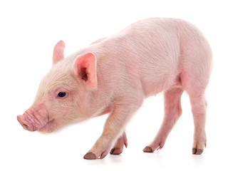 One small piglet. © ANASTASIIA