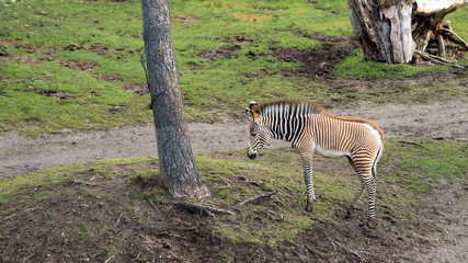 Zebra in nature