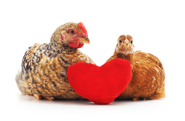 Chicken and cock with heart.