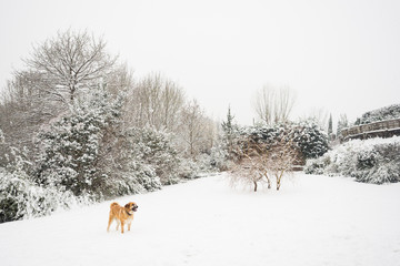 Mastine dog playing in the snow. Snow landscape