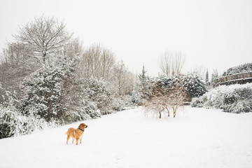 Naklejka premium Mastine dog playing in the snow. Snow landscape