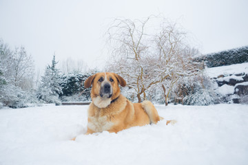 Mastine dog playing in the snow. Snow landscape